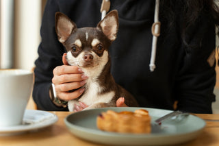 10 Dog-Friendly Cafes and Restaurants in Singapore