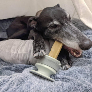 Dog chewing treats held by Chewden Grip Chew Holder