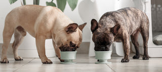 Two Dogs with Standing Trove Slow Feeder - Green