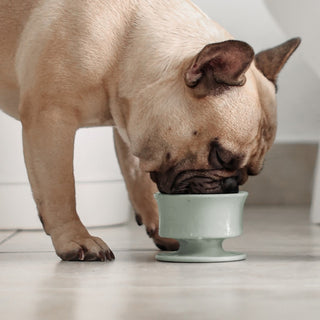 Dog with Standing Trove Slow Feeder - Green