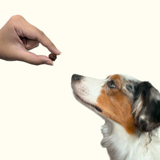 Feeding Lexi Pebble Treats