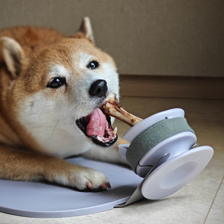 Dog using Chewden Grip Chew Holder on Chewden Base