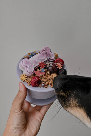 Chewden Trove Slow Feeder with Treats