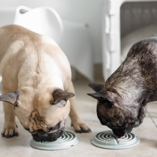 Dogs using Lick mats Slow Feeder