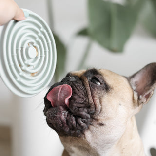 a Dog using Twirl Lick Mats