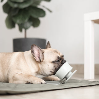 A dog using Trove Slow Feeder with Chewden Base