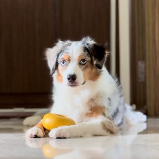 Dog With Pebble Slow Feeder Toy