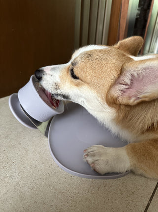 Dog using Chewden Trove Slow Feeder