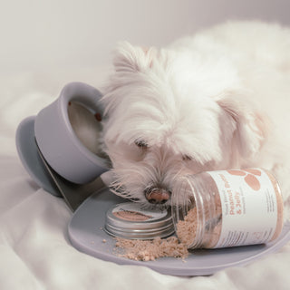 Meringue eating Trove Blend Dog Ice Cream on Chewden Base and Chewden Trove Slow Feeder