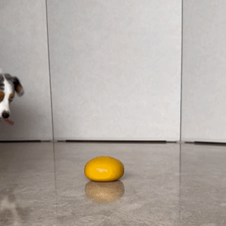 Dog Play with Pebble Slow Feeder Dog Toy