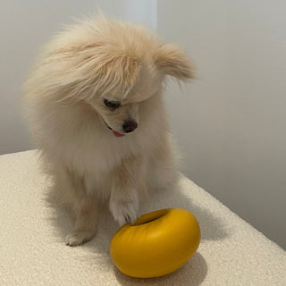 Ponyo mid paw with Pebble Slow Feeder Dog Toy