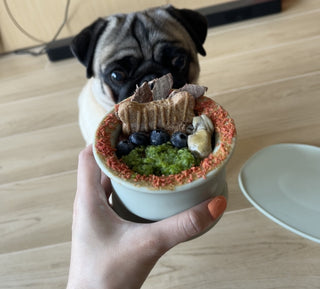 Dog using Chewden Trove Slow Feeder