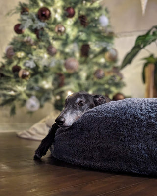 Xmas Oji