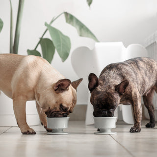 Two Dogs using Trove Slow Feeder