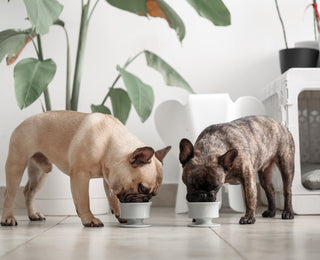 Yoko Kiiro Dogs using Trove Slow Feeder
