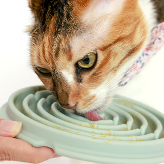 A cat licking Twirl Lick Mat Slow Feeder