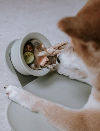 Chewden Trove Slow Feeder with Chewden Base