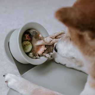 Trove Slow feeder with treats