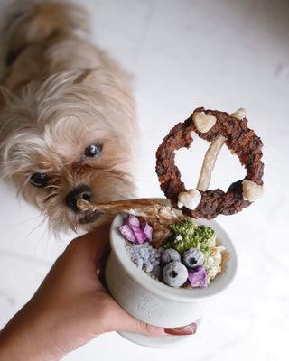 Chewden Trove Slow Feeder with Treats