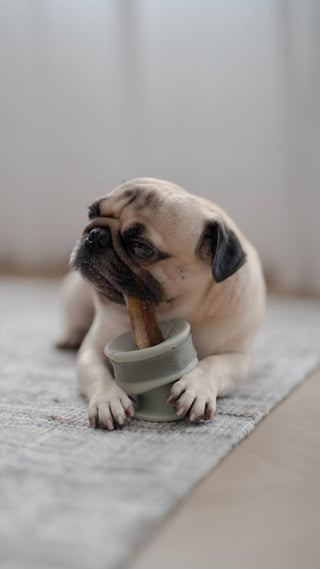 Dog chewing treats held by Chewden Grip Chew Holder