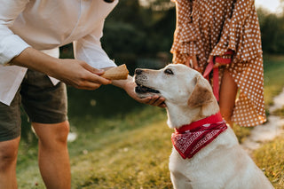 5 Creative Ways To Serve Ice Cream For Your Dogs
