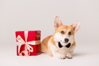 Dog Present Ideas: For Birthday and Every Occasion