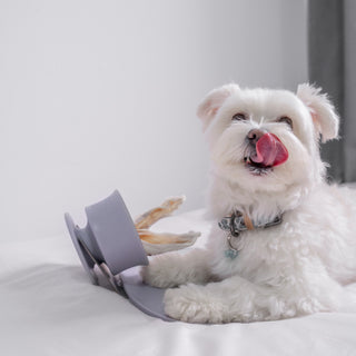 The Power of Licking: A Guide to Canine Enrichment