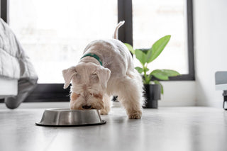 Slow Feeder Toys The Mealtime Upgrade Your Pet Deserves