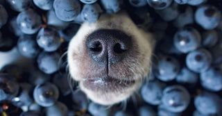 Calming Foods and Treats for Dogs: How Diet Can Reduce Stress