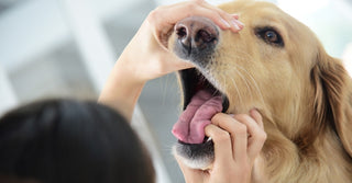 Dog Chews: A Vet's Perspective