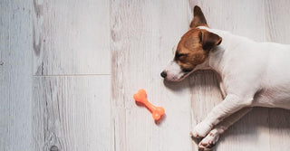 Dog Chews - Love or Hate?