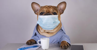 Basics of Dog Dental Care