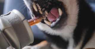 Is Chewing Good For My Dog?