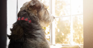 Can Dog Chews Calm my Dog?