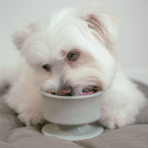 Dog using Trove Slow Feeder