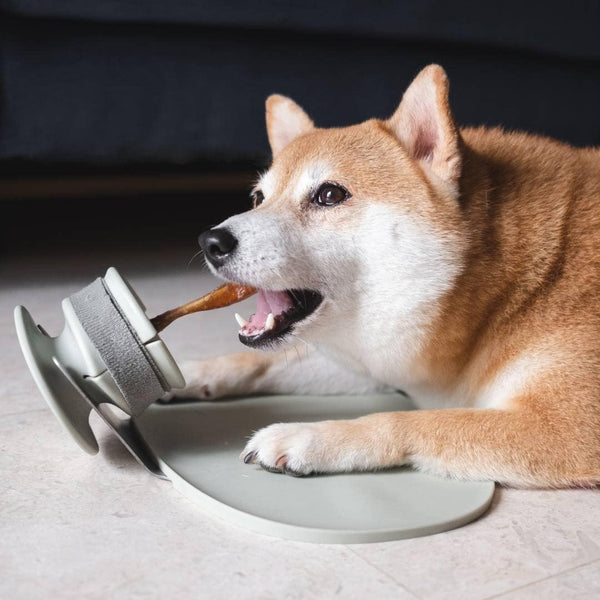 Dog using Chewden Grip Chew Holder on Chewden Base