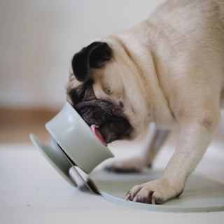 Dog using Trove Slow Feeder with chewden base