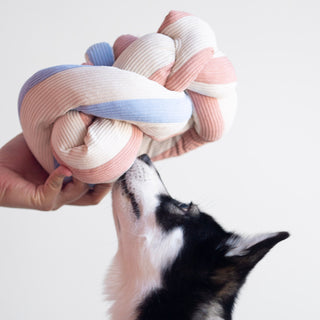 Alaskan Klee Kai sniffing braided Udon snuffle toy.