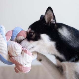 Alaskan Klee Kai with its nose burrowed in Udon snuffle toy.