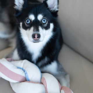 Alaskan Klee Kai looking at the camera with Udon snuffle toy between its paws