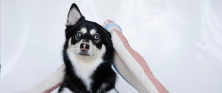 Alaskan Klee Kai with Udon snuffle toy balanced on its head