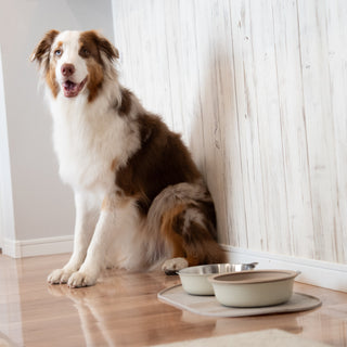 Border Collie sitting beside a Zen Premium Bundle