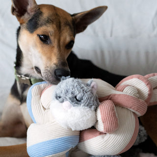 Dog looking at Hugaboo and Udon snuffle toy