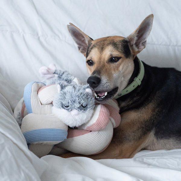Dog sniffing Hugaboo and Udon snuffle toy