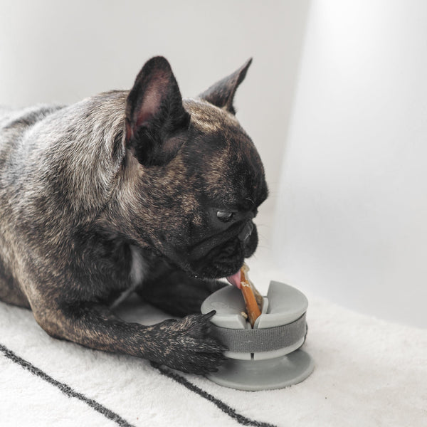 Dog using Chewden Grip Chew Holder