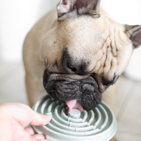 Dog using Lick mat Slow Feeder