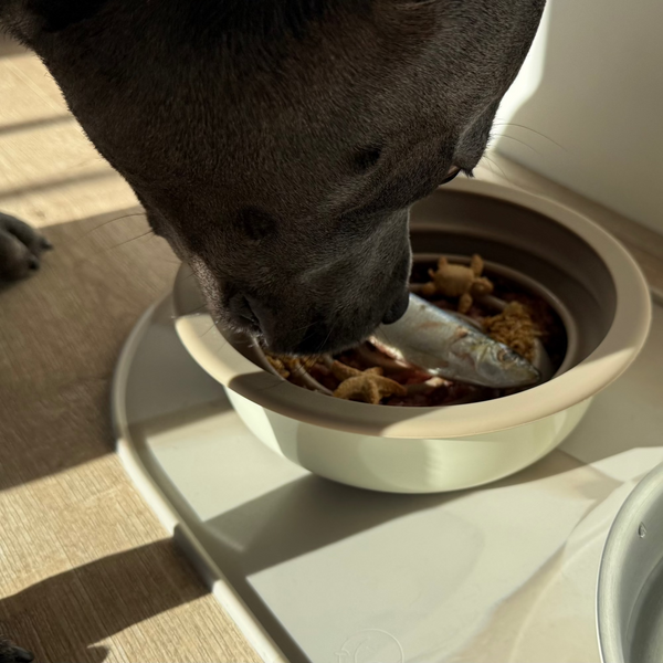 Zen Starter Kit (1 Bowl + 1 Slow Feeder)