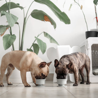 Yoko Kiiro using Trove Slow Feeder 