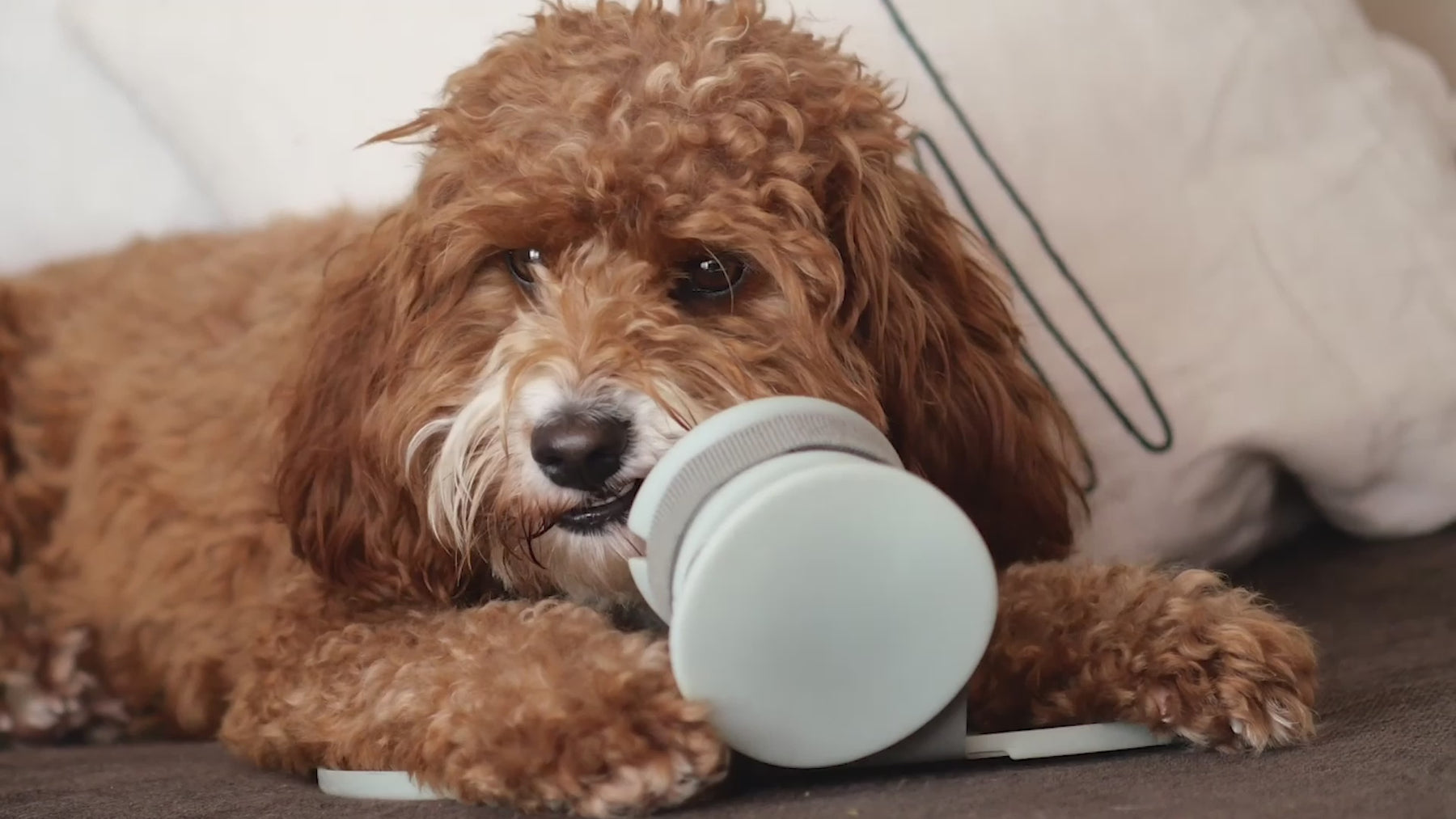 Dog Chewing Treats Held by Chewden Grip Chew Holder