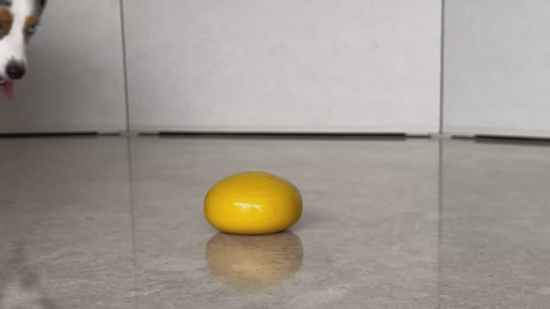 Hero video Pebble Slow Feeder Dog Toy